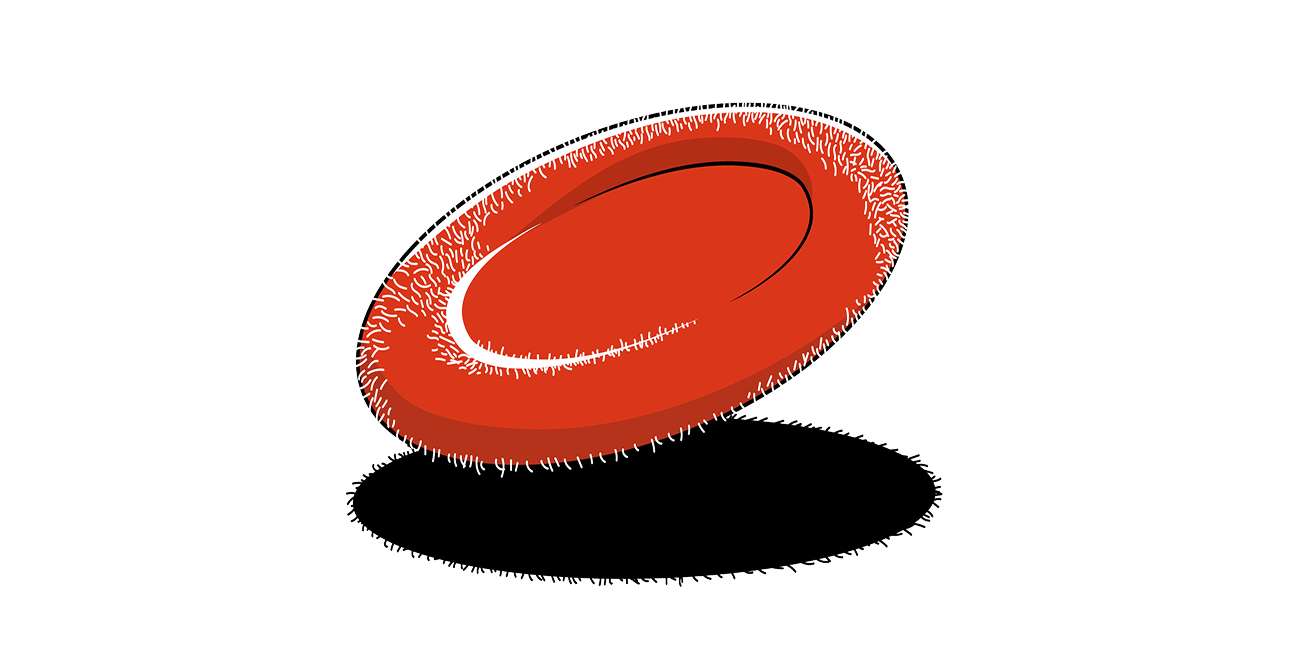 Show graphic of normal red blood cell